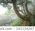 A slope in a deep, misty forest 143134267