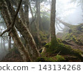 A deep, moss-covered forest 143134268