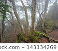 A deep, moss-covered forest 143134269