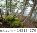 A deep, moss-covered forest 143134270