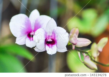 Dendrobium orchid or purple orchid or white and purple orchid flower, orchid or ORCHIDACEAE Dendrobium orchid or purple orchid or white and purple orchid flower, orchid or ORCHIDACEAE 143134278
