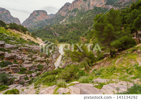 Forested canyon with the Guadalhorce river winding through pine-covered mountains, Spain 143134292