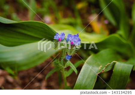 Purple viper's bugloss flower with pink buds against green leaves, Spain 143134295