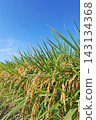 Ripe rice stalks stand out against the blue sky. 143134368