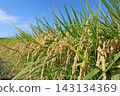 Ripe rice stalks stand out against the blue sky. 143134369