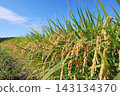 Ripe rice stalks stand out against the blue sky. 143134370