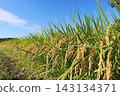 Ripe rice stalks stand out against the blue sky. 143134371