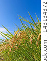 Ripe rice stalks stand out against the blue sky. 143134372