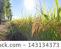 Ripe rice stalks stand out against the blue sky. 143134373