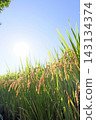 Ripe rice stalks stand out against the blue sky. 143134374