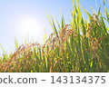 Ripe rice stalks stand out against the blue sky. 143134375