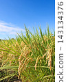 Ripe rice stalks stand out against the blue sky. 143134376