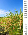 Ripe rice stalks stand out against the blue sky. 143134377