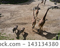 A gathering of giraffes and zebras at Auckland Zoo in New Zealand. 143134380