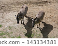 Friendly zebras at Auckland Zoo in New Zealand 143134381