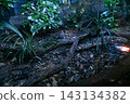 I took some great photos of kiwis at Auckland Zoo in New Zealand. 143134382