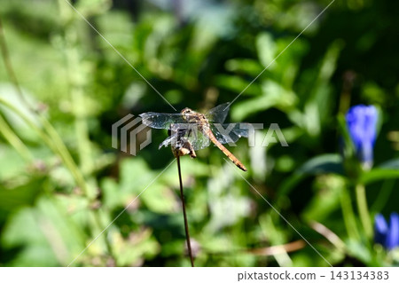 一隻紅色的蜻蜓停在植物上。 一隻紅色的蜻蜓停在植物上。 143134383