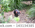A Tasmanian devil was walking around at the Auckland Zoo in New Zealand. 143134385