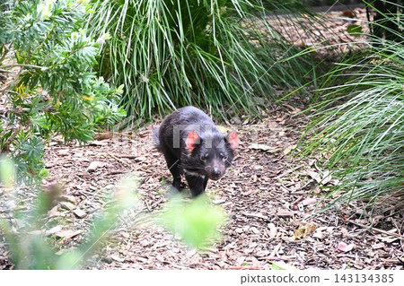 一隻塔斯馬尼亞惡魔在新西蘭奧克蘭動物園裡閒晃。 一隻塔斯馬尼亞惡魔在新西蘭奧克蘭動物園裡閒晃。 143134385