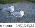 Cute seagulls in a park near Lake Tekapo in New Zealand 143134388