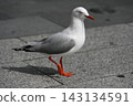 A seagull walking in Auckland, New Zealand 143134591