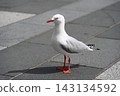 Seagulls in Auckland, New Zealand 143134592
