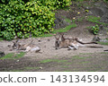 Kangaroos relaxing at Auckland Zoo in New Zealand 143134594
