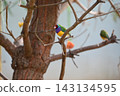 Colorful and cute birds at Auckland Zoo in New Zealand 143134595