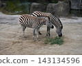 Zebras eating at Auckland Zoo in New Zealand 143134596