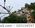 Giraffes are munching on a tree at Auckland Zoo in New Zealand. 143134597