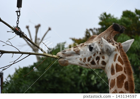 在新西蘭奧克蘭動物園,長頸鹿正在啃樹。 在新西蘭奧克蘭動物園,長頸鹿正在啃樹。 143134597