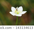 Parnassia palustris and hoverflies (20260917111916) 143134613