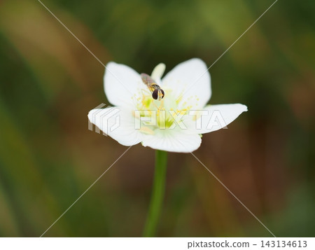 Parnassia palustris and hoverflies (20260917111916) Parnassia palustris and hoverflies (20260917111916) 143134613