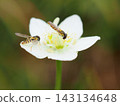 Parnassia palustris and hoverflies (20260917112001) 143134648