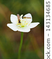Parnassia palustris and hoverflies (20260917112049) 143134685