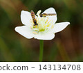 Parnassia palustris and hoverflies (20260917112134) 143134708