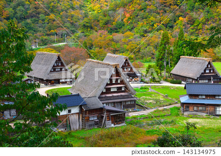 秋天的五簇山菅沼合掌村 143134975