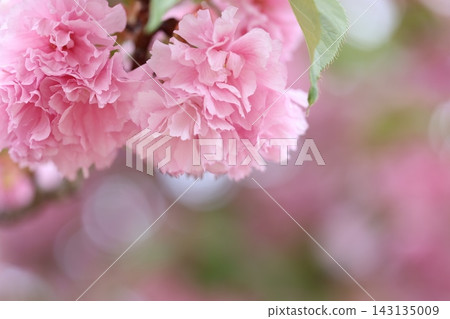 Fluffy cherry blossoms Fluffy cherry blossoms 143135009