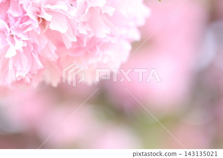 蓬鬆的櫻花 蓬鬆的櫻花 143135021