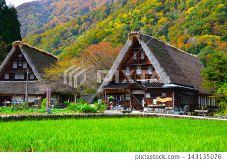 秋季,富山縣五簇山市菅沼合掌村 秋季,富山縣五簇山市菅沼合掌村 143135076