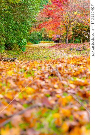 Autumn leaves and a carpet of fallen leaves at Kogenji Temple, Tanba City, Hyogo Prefecture. *Location of photo is indicated in the comments section of the artwork. Autumn leaves and a carpet of fallen leaves at Kogenji Temple, Tanba City, Hyogo Prefecture. *Location of photo is indicated in the comments section of the artwork. 143135407
