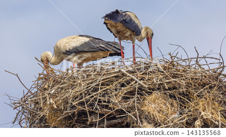 White Storks Close up White Storks Close up 143135568