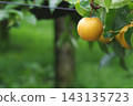 The appearance of pears ripening on a pear trellis. 143135723
