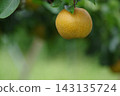 The appearance of pears ripening on a pear trellis. 143135724