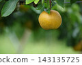 The appearance of pears ripening on a pear trellis. 143135725
