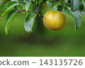 The appearance of pears ripening on a pear trellis. 143135726