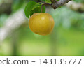 The appearance of pears ripening on a pear trellis. 143135727