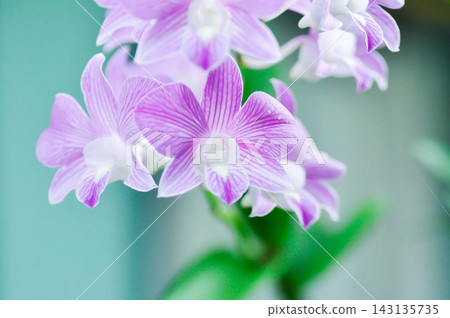Dendrobium, Dendrobium Burana Stripe or Dendrobium Orchid Burana Pink Stripe or white and purple orchid flower Dendrobium, Dendrobium Burana Stripe or Dendrobium Orchid Burana Pink Stripe or white and purple orchid flower 143135735