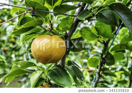 Autumn Delights: Pears ripening on the trees - Akiakari Pear Picking, Sendai City, Miyagi Prefecture Autumn Delights: Pears ripening on the trees - Akiakari Pear Picking, Sendai City, Miyagi Prefecture 143135810