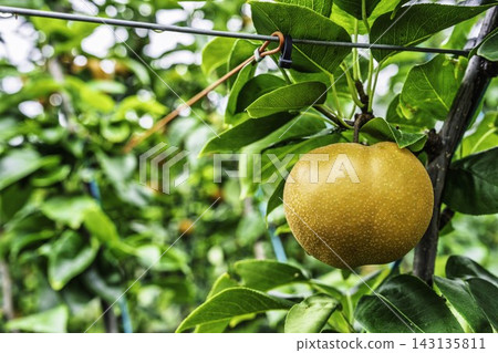 Autumn Delights: Pears ripening on the trees - Akiakari Pear Picking, Sendai City, Miyagi Prefecture Autumn Delights: Pears ripening on the trees - Akiakari Pear Picking, Sendai City, Miyagi Prefecture 143135811